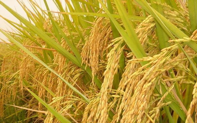 下半年大米大豆面粉等物价会涨吗？